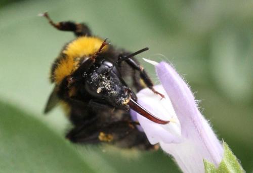 Bombus argillaceus